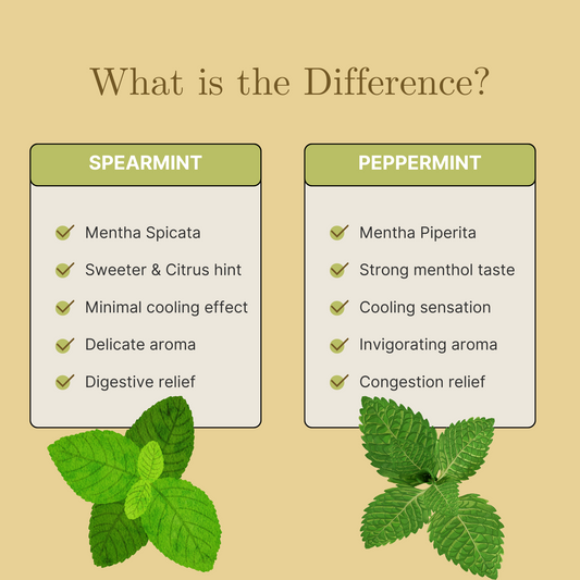 Spearmint vs. Peppermint: Benefits & Key Differences