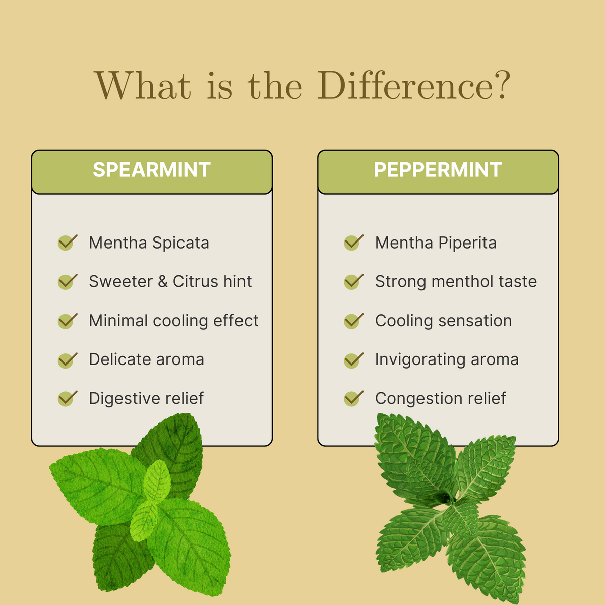 Spearmint tea dried spearmint mentha spicata loose leaf tea mint